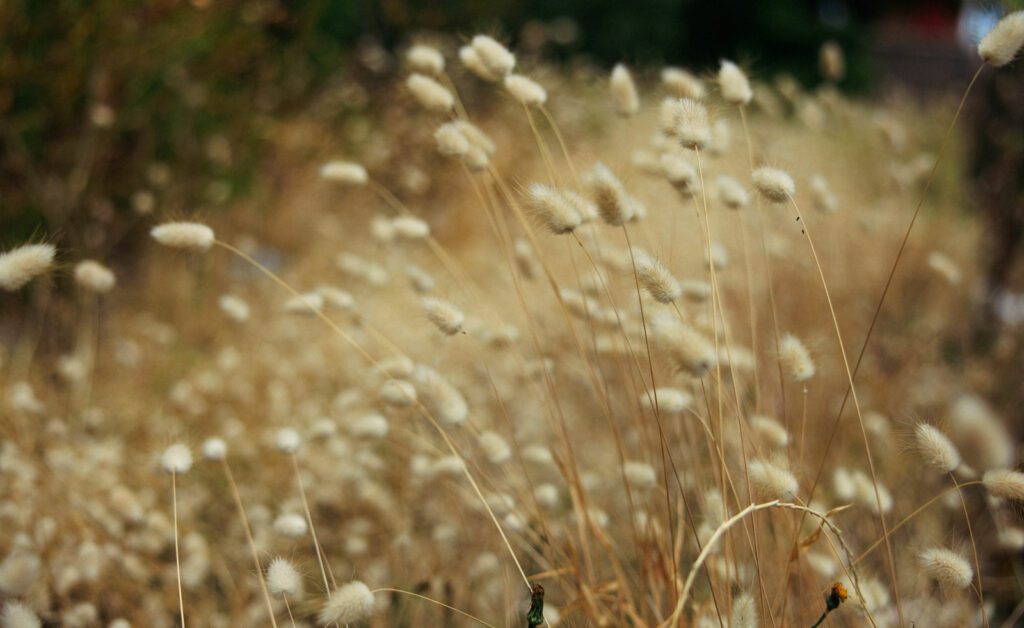 Photo of landscape with grass